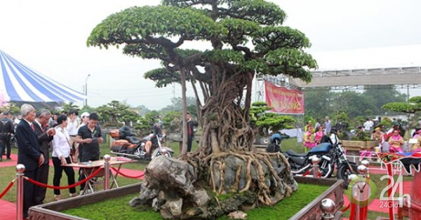 “Siêu cây” định giá 120 tỷ tái xuất ở Hà Nội