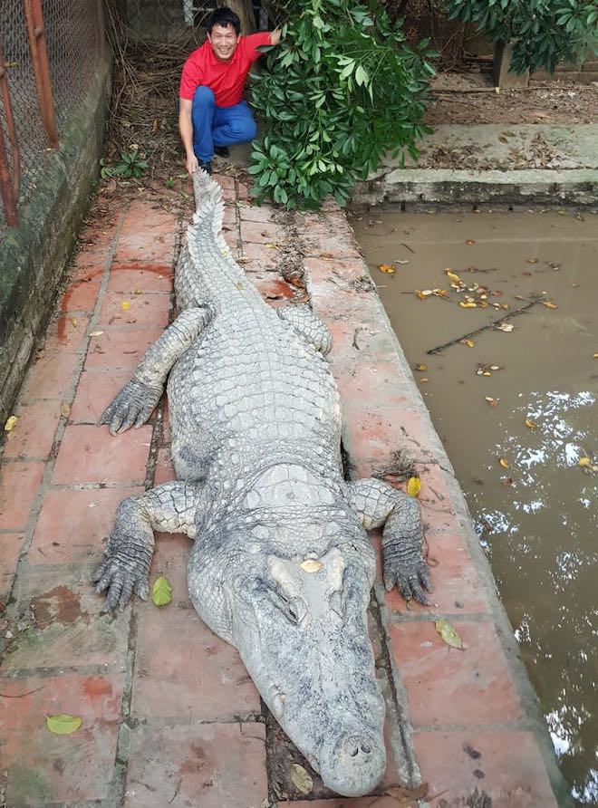“Cá sấu chúa” nặng hơn 400kg xác lập kỷ lục cá sấu “khủng” nhất Việt Nam - 3