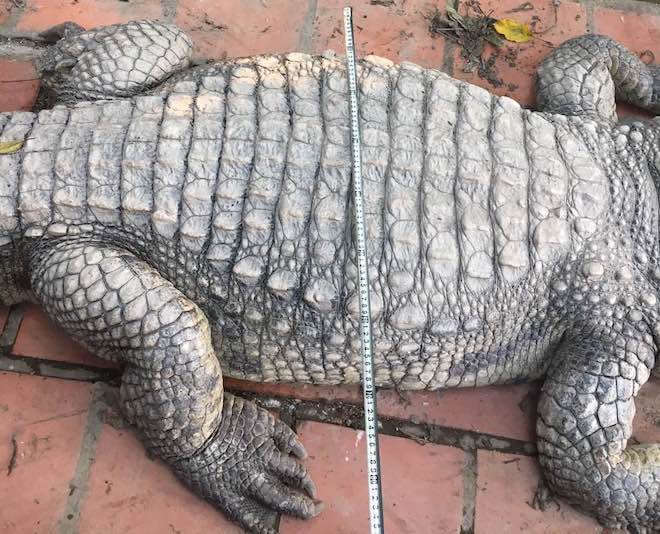 “Cá sấu chúa” nặng hơn 400kg xác lập kỷ lục cá sấu “khủng” nhất Việt Nam - 2