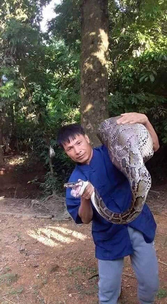 Những "phi vụ" bắt sống mãng xà chúa, trăn "khủng" trên đất Việt - 4