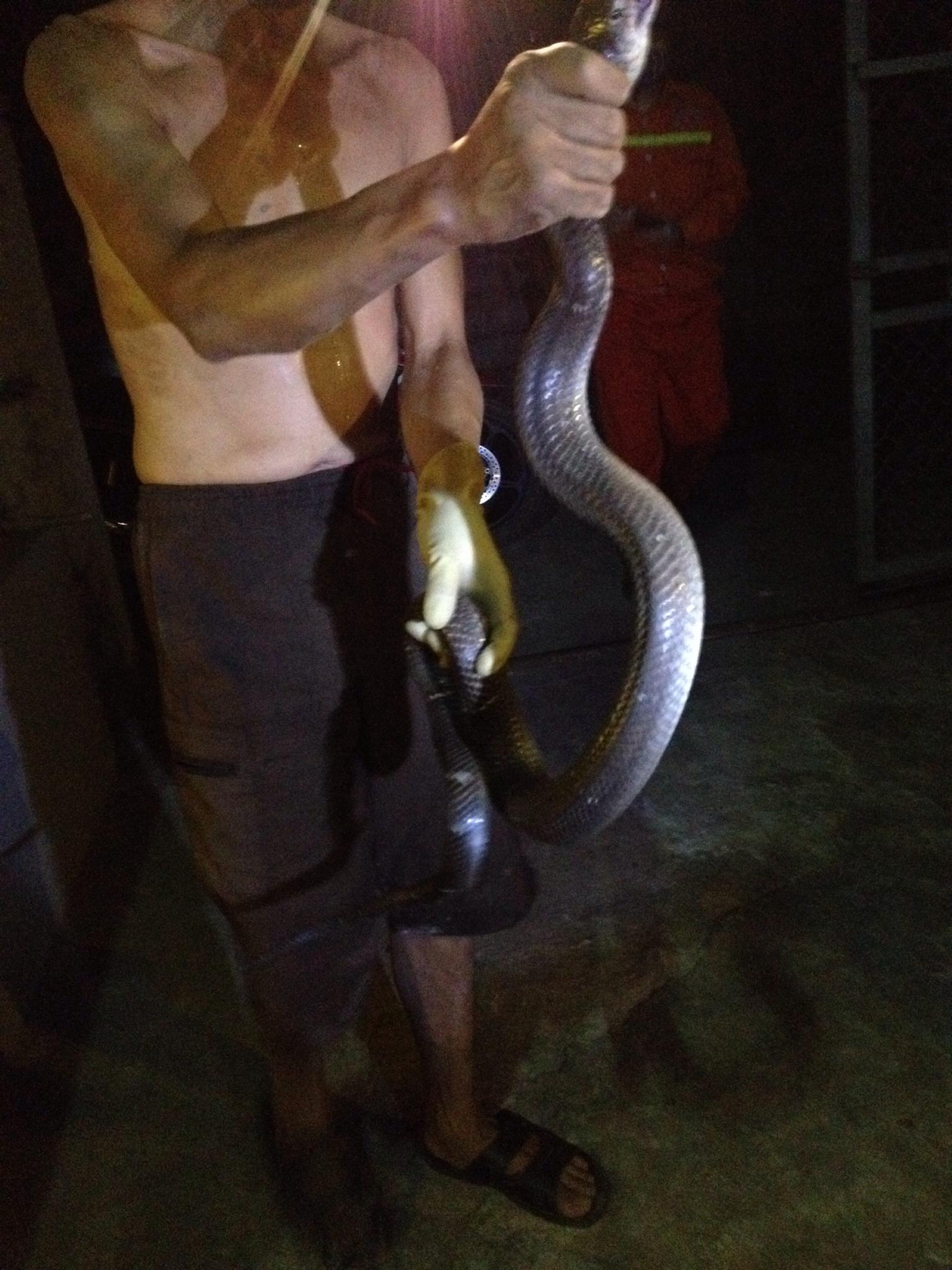 Những "phi vụ" bắt sống mãng xà chúa, trăn "khủng" trên đất Việt - 5