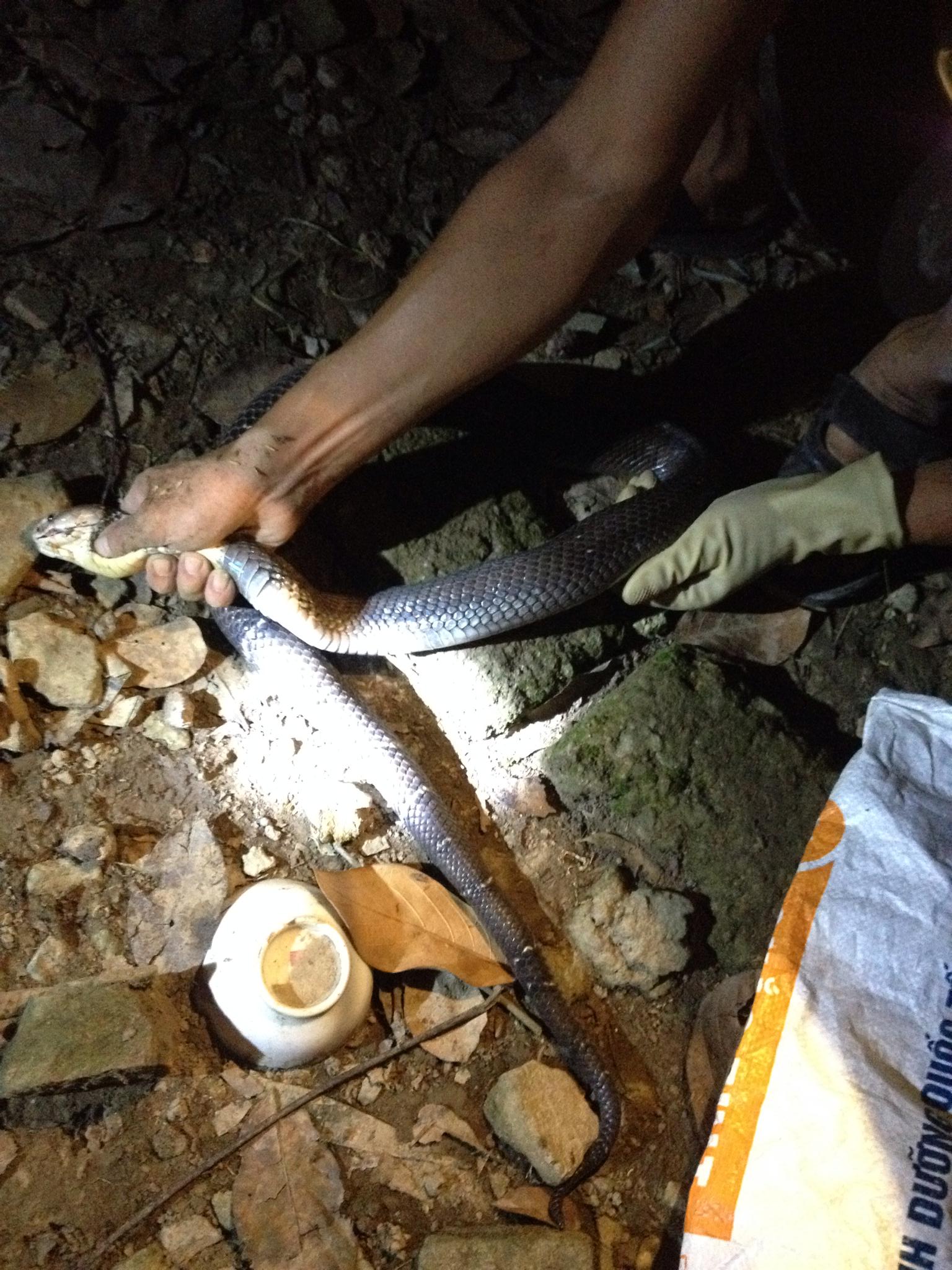 Những "phi vụ" bắt sống mãng xà chúa, trăn "khủng" trên đất Việt - 6