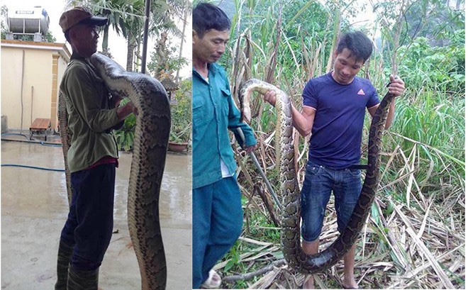 Những "phi vụ" bắt sống mãng xà chúa, trăn "khủng" trên đất Việt - 7