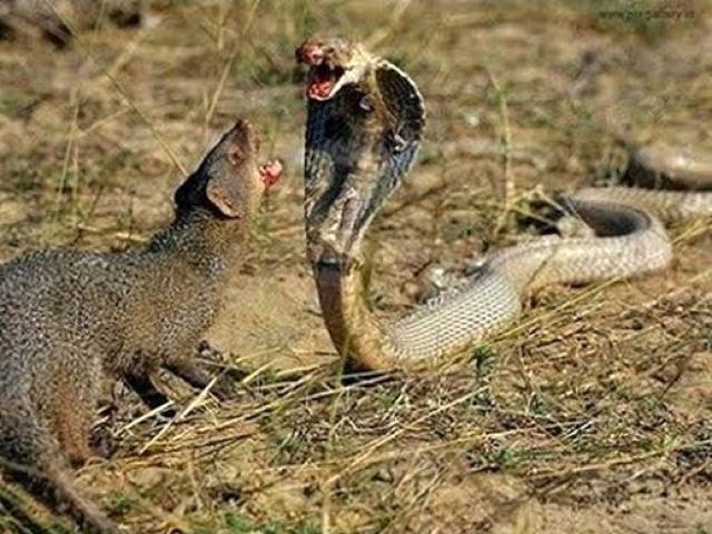 Loài động vật nhỏ bé rất thích ăn thịt rắn hổ mang kịch độc