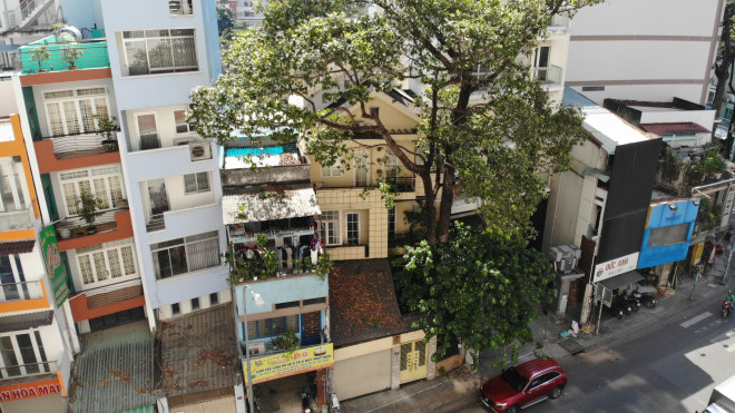 Cổ thụ "đâm" giữa nhà dân ở TP HCM - 5