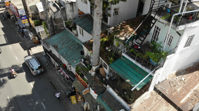 Cổ thụ "đâm" giữa nhà dân ở TP HCM - 6