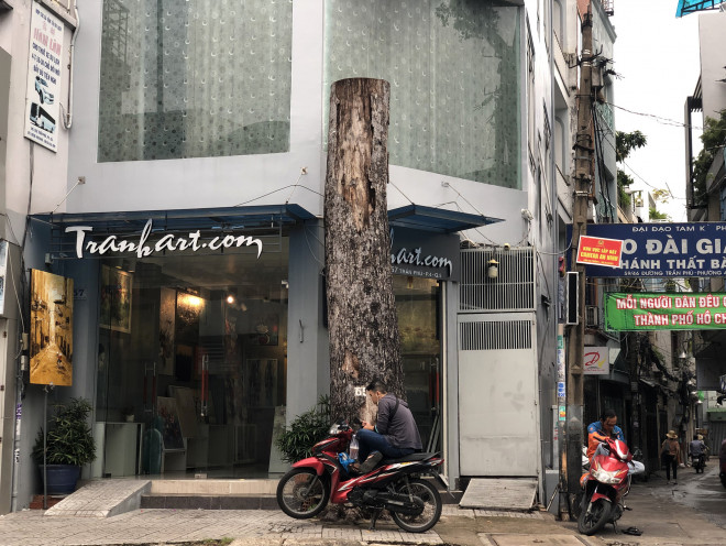 Cổ thụ "đâm" giữa nhà dân ở TP HCM - 8
