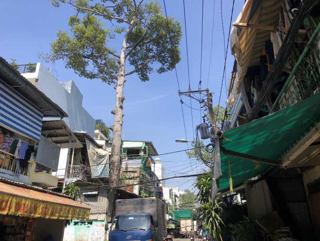 Cổ thụ "đâm" giữa nhà dân ở TP HCM - 10