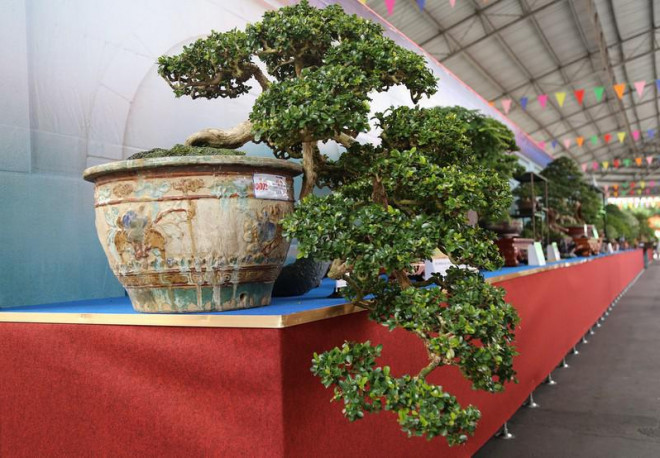 Cận cảnh những tác phẩm bonsai, suiseki tiền tỉ đổ bộ TP.HCM - 3