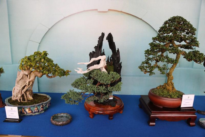 Cận cảnh những tác phẩm bonsai, suiseki tiền tỉ đổ bộ TP.HCM - 6