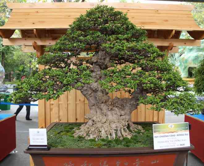 Cận cảnh những tác phẩm bonsai, suiseki tiền tỉ đổ bộ TP.HCM - 5