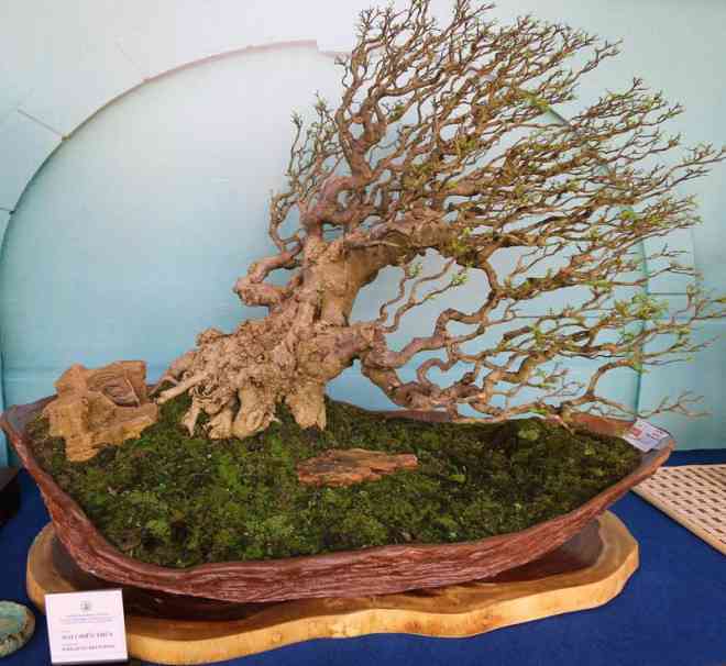 Cận cảnh những tác phẩm bonsai, suiseki tiền tỉ đổ bộ TP.HCM - 10
