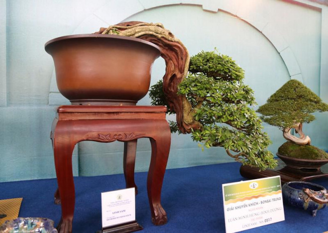 Cận cảnh những tác phẩm bonsai, suiseki tiền tỉ đổ bộ TP.HCM - 9