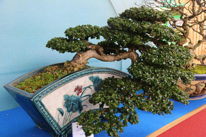 Cận cảnh những tác phẩm bonsai, suiseki tiền tỉ đổ bộ TP.HCM - 8