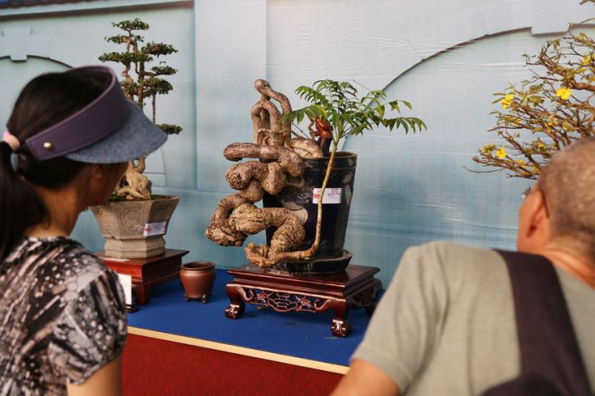 Cận cảnh những tác phẩm bonsai, suiseki tiền tỉ đổ bộ TP.HCM - 13