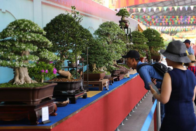 Cận cảnh những tác phẩm bonsai, suiseki tiền tỉ đổ bộ TP.HCM - 11