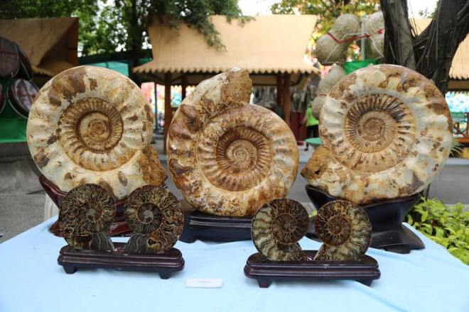 Cận cảnh những tác phẩm bonsai, suiseki tiền tỉ đổ bộ TP.HCM - 18