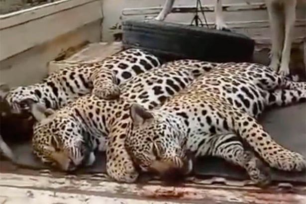 Video: Phẫn nộ cảnh gia đình báo đốm bị thợ săn thảm sát, vứt xác trên xe hơi ở Brazil - 1