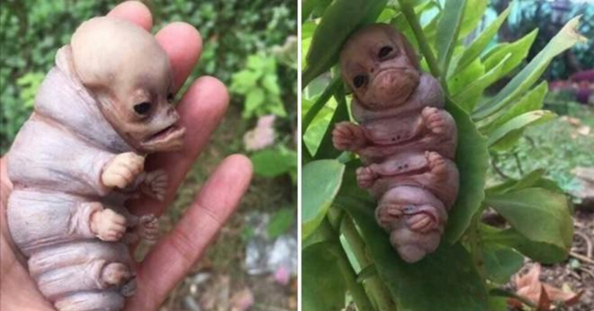 Kon Tum: Xuất hiện hình ảnh sinh vật lạ giống người trong rẫy mì?