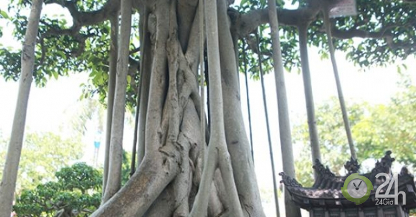 Chiêm ngưỡng “chùa Đồng” dưới bóng cây sanh tiền tỷ