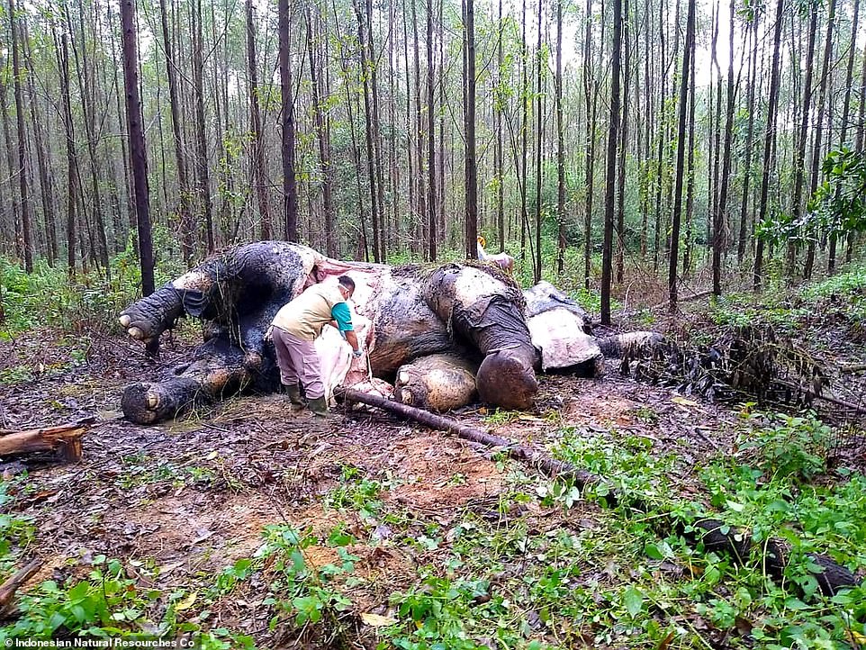 Indonesia: Đau xót cảnh voi quý hiếm bị thợ săn chặt đầu, cướp ngà - 1