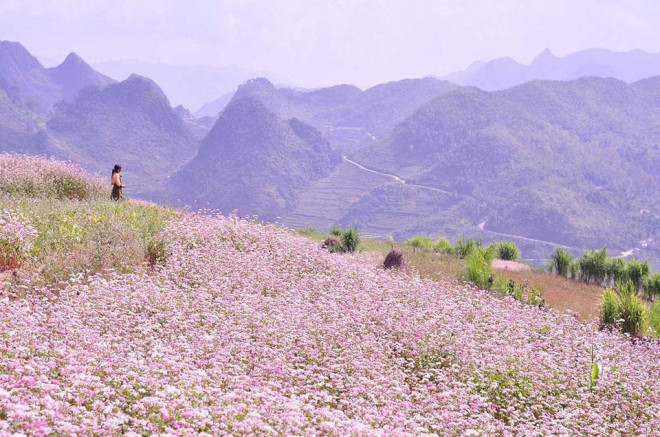 Tính chất và ứng dụng của rau tam giác mạch 