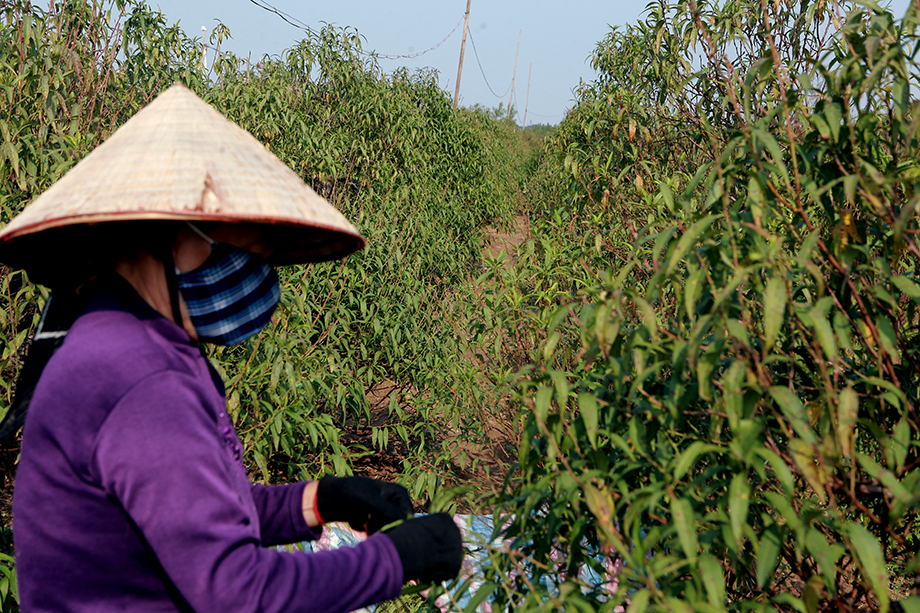Còn 64 ngày nữa mới đến Tết, nhiều người đã “rinh” quất về chơi Tết sớm - 9