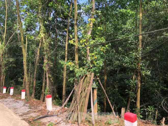 Kỳ lạ, hàng cây tiền tỷ "tự mọc" trong khuôn viên dự án ở Quảng Ninh - 4