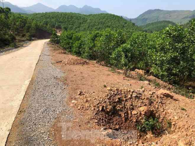 Kỳ lạ, hàng cây tiền tỷ "tự mọc" trong khuôn viên dự án ở Quảng Ninh - 5