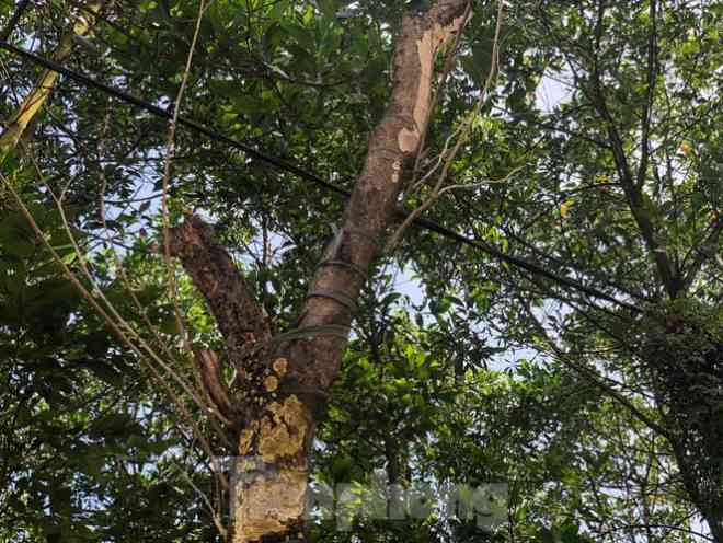 Kỳ lạ, hàng cây tiền tỷ "tự mọc" trong khuôn viên dự án ở Quảng Ninh - 3