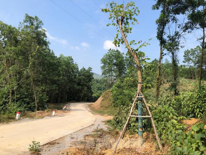 Kỳ lạ, hàng cây tiền tỷ "tự mọc" trong khuôn viên dự án ở Quảng Ninh - 2
