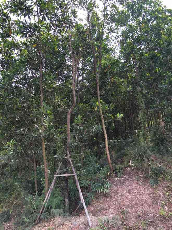Kỳ lạ, hàng cây tiền tỷ "tự mọc" trong khuôn viên dự án ở Quảng Ninh - 7