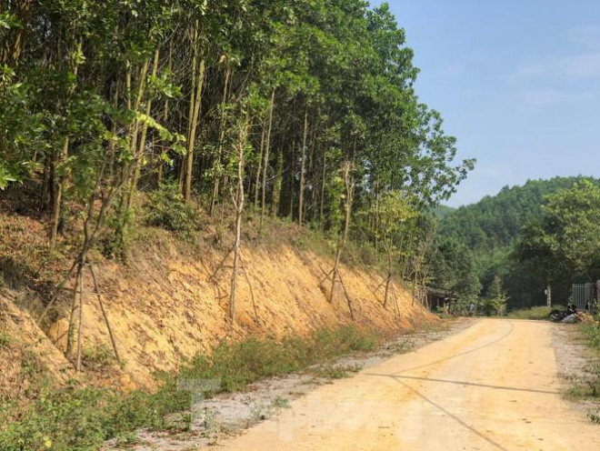 Kỳ lạ, hàng cây tiền tỷ "tự mọc" trong khuôn viên dự án ở Quảng Ninh - 6