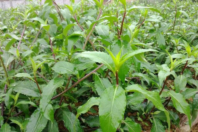 Những loại rau dại "ngon xuất sắc": Không thử một lần thì phí đời - 10