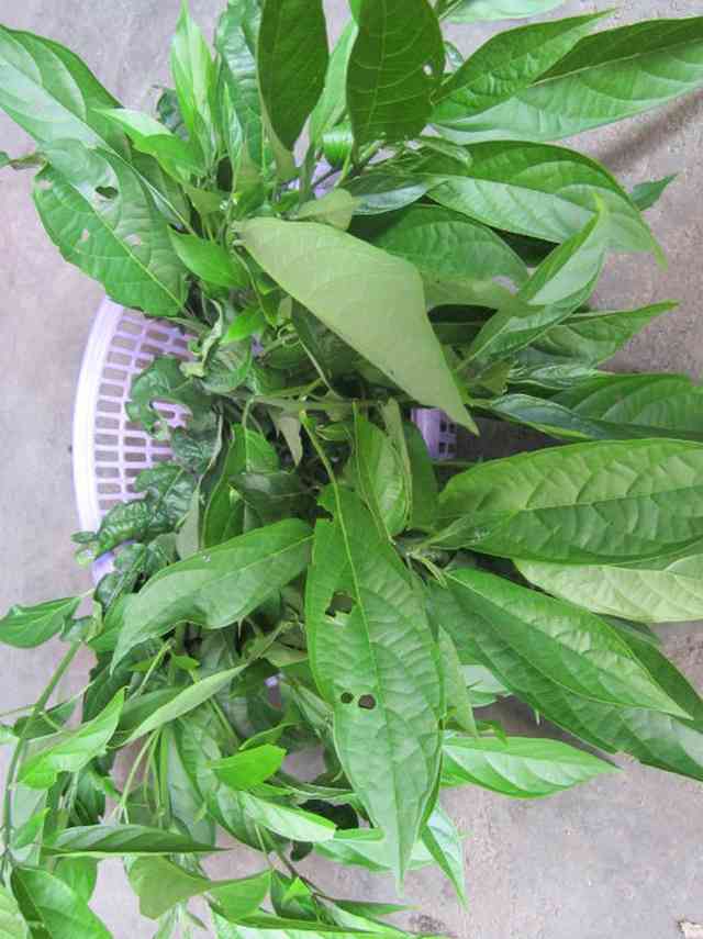 Những loại rau dại "ngon xuất sắc": Không thử một lần thì phí đời - 4