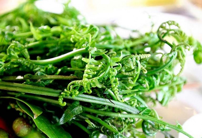 Công dụng chữa bệnh từ cây rau dớn rừng Tây Bắc Công dụng chữa bệnh từ cây rau dớn rừng Tây Bắc