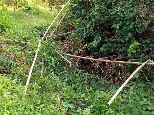 Vụ phát hiện nửa thi thể trong bụi rậm: Công an tìm được phần đầu - 1