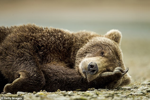Con người có thể ngủ đông như gấu, khi cần sẽ hồi sinh?