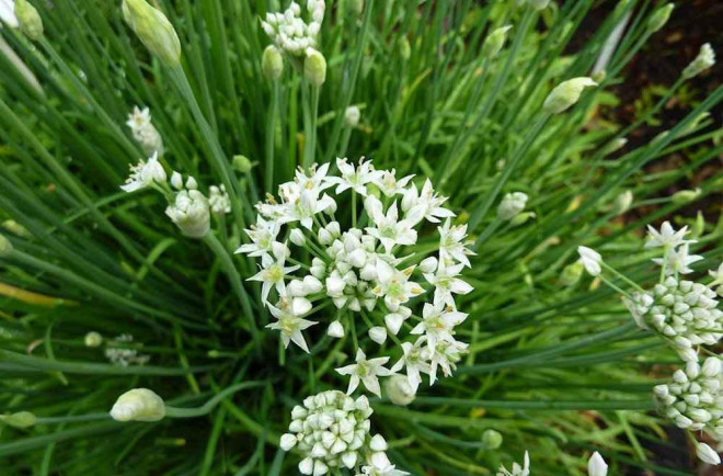 Bạn đã từng ăn hoa hẹ - món ngon chồng ăn, vợ khen chưa? - 2