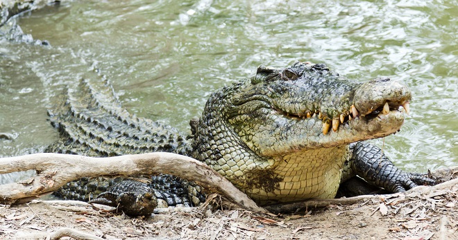 Đàn cá sấu mỗi tháng ăn thịt một người ở quốc gia Đông Nam Á - 1