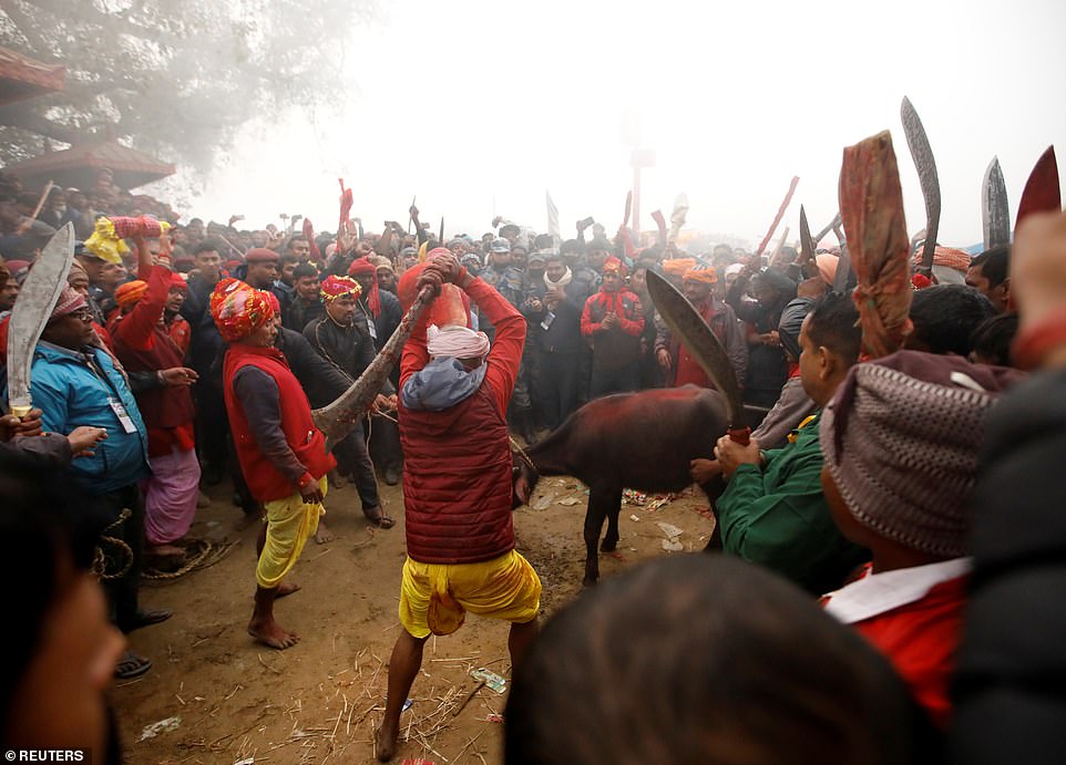Nepal: 200 người dùng dao, kiếm thảm sát 3.500 con trâu trong khu đất rộng bằng sân bóng đá - 1