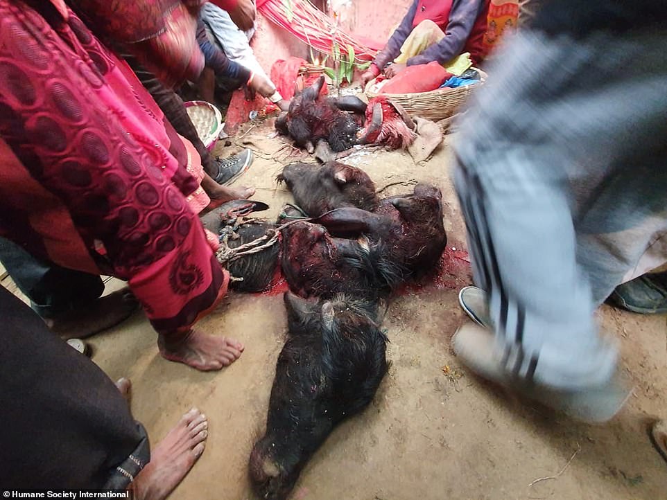 Nepal: 200 người dùng dao, kiếm thảm sát 3.500 con trâu trong khu đất rộng bằng sân bóng đá - 3