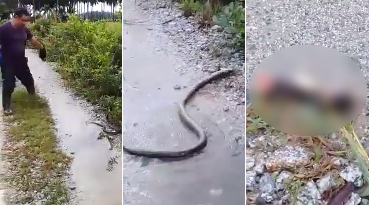 Video: Người đàn ông Malaysia tung đòn chém bay đầu hổ mang chúa - 1