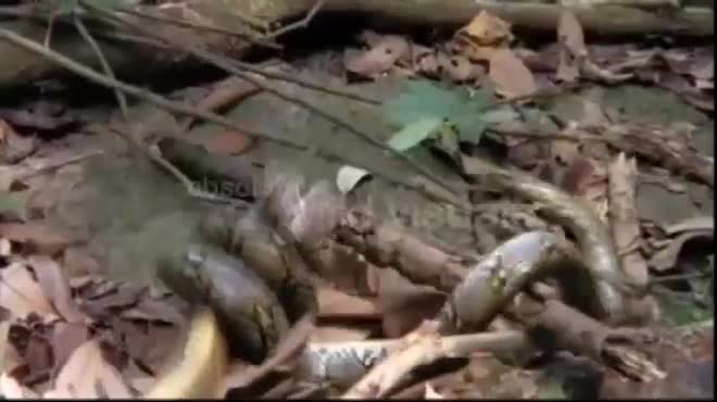 Video: Hổ mang chúa gây chiến trăn vua, bị siết nghẹt thở và điều bất ngờ ở phút chót - 1
