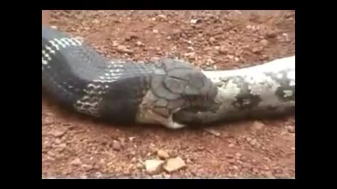 Video: Hổ mang chúa khổng lồ nuốt chửng trăn, không ngờ bị con người phá đám - 1