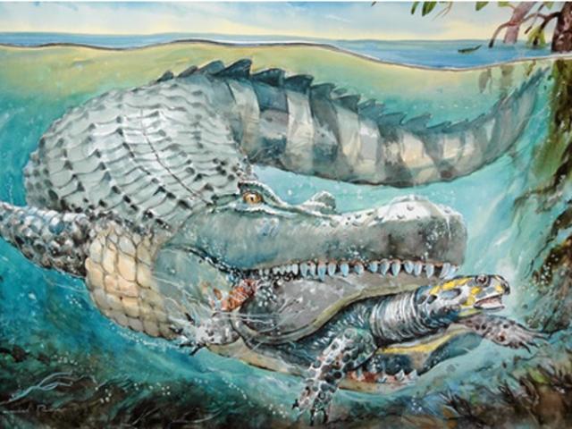 Chiêm ngưỡng khổng lồ kinh ngạc của tái sinh vịnh mang tên cá sấu, một sinh vật đầy oai hùng và bí ẩn trong thế giới động vật hoang dã.