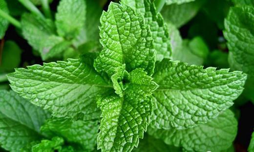 Thực phẩm giúp bạn tỉnh táo vô cùng, lại không gây nghiện như cà phê - 5