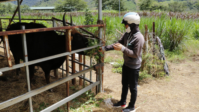 Khẩn trương giải cứu đàn bò tót F1 gầy trơ xương, chờ chết đói - 4