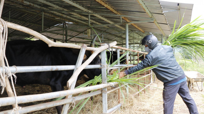 Khẩn trương giải cứu đàn bò tót F1 gầy trơ xương, chờ chết đói - 3