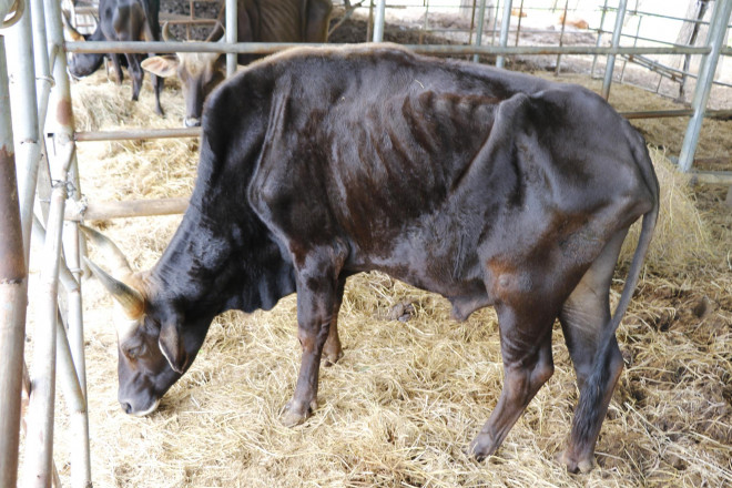 Khẩn trương giải cứu đàn bò tót F1 gầy trơ xương, chờ chết đói - 2